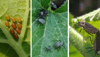 Squash Bug