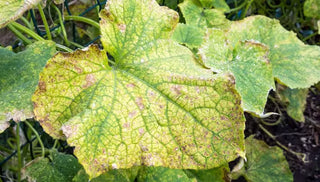 Angular Leaf Spot