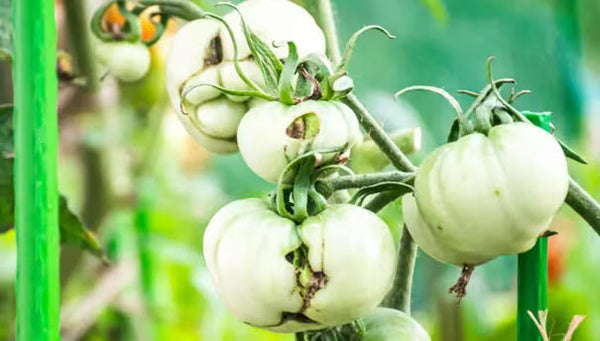 Catfacing Tomato Fruit Disorder | Gardener's Supply