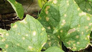 Anthracnose