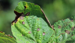 Bacterial Blight