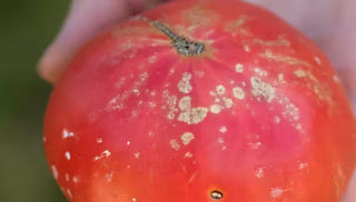 Bacterial Spot