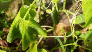 Bacterial Wilt