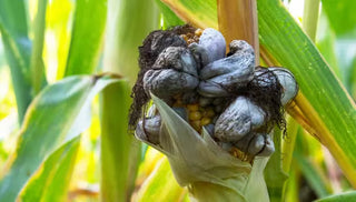 Corn Smut