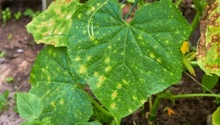 Downy Mildew