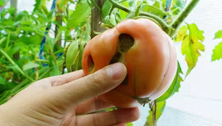 Phytophthora Fruit Rot