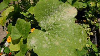 Powdery Mildew
