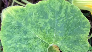 Viruses in the Garden
