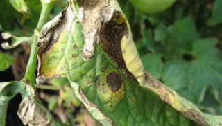 Early Blight