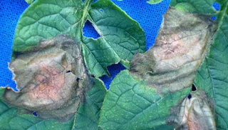 Late Blight