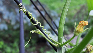 How Plants Climb