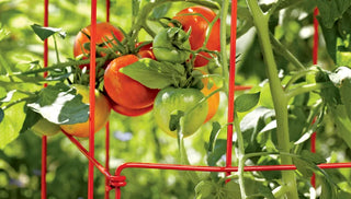 Tomato Support Techniques