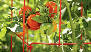 Tomato Support Techniques