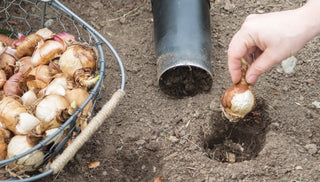 Caring for Bulbs After Flowering