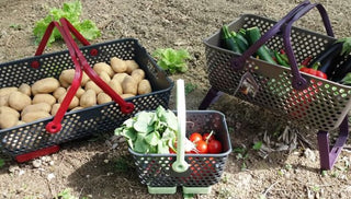 Quick, Easy Techniques for Preserving the Harvest