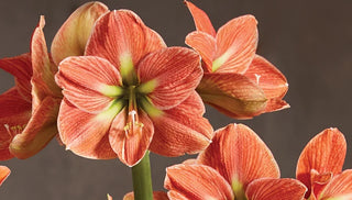 Amaryllis Care