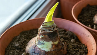 Getting Amaryllis to Bloom Again