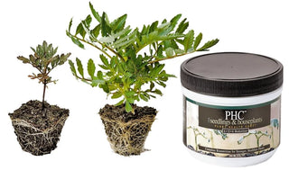 How to Fertilize Seedlings