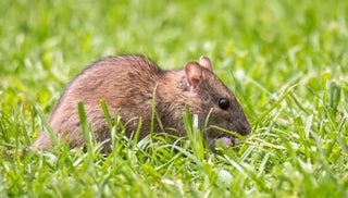 Keeping Animal Pests Out of Your Garden