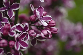 When Lilacs Won't Bloom