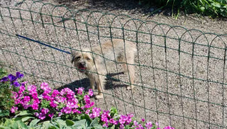 How to Keep Dogs and Cats Out of the Garden