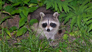 Trapping Animal Pests