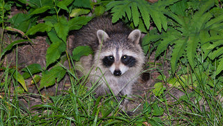 Trapping Animal Pests