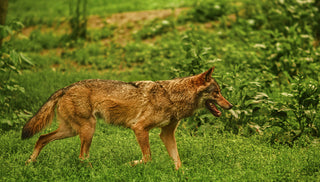 Keeping Coyotes at Bay