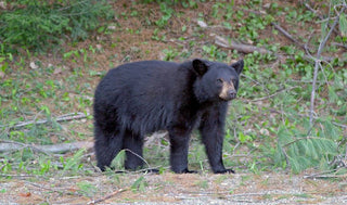 Deterring Bears on Your Property