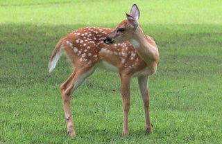 Oh, Deer!