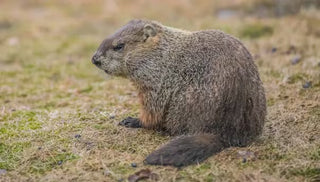 Woodchuck