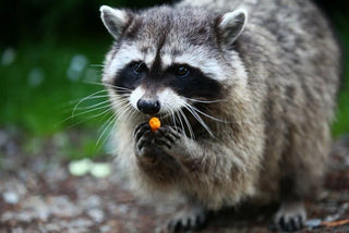 Raccoons: Nocturnal Nuisances