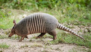 Armadillo