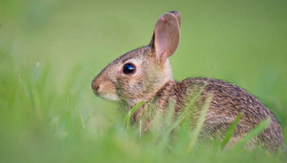 Rabbit Controls