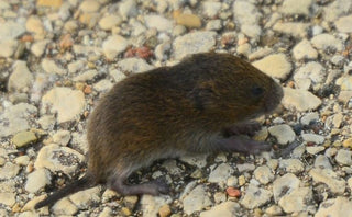 Keep Rodents in the Wild and not in Your Home