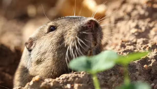 Gopher