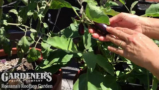 Urban Vegetable Gardening
