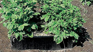 Success With Potatoes