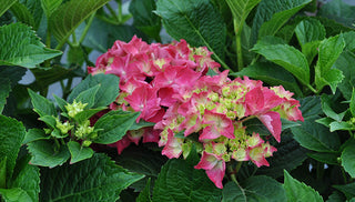 Slug-Resistant Plants