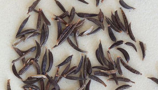 Easy Seeds for Beginners