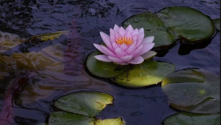 Overwintering Hardy Water Lilies and Lotuses