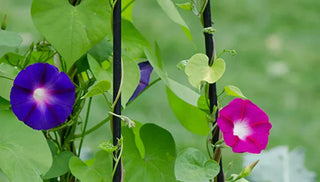 How to Choose Trellises and Supports for Climbing Plants