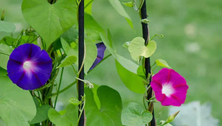 How to Choose Trellises and Supports for Climbing Plants