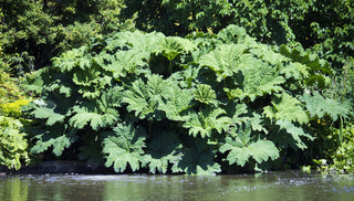 Plants for Wet Sites