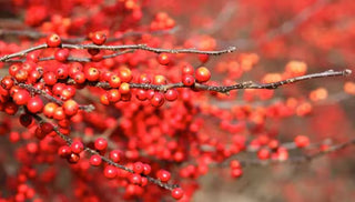 Landscaping That's for the Birds