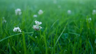 4 Easy Ways to Improve Your Lawn