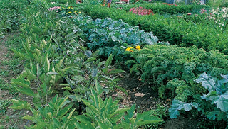 Don't Hide Your Veggies