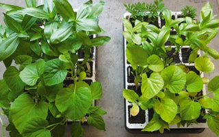 Don't Forget to Feed Your Plants