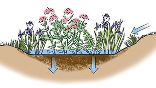 How to Build a Rain Garden