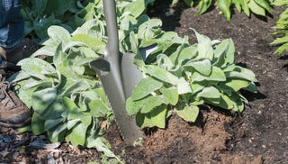 Divide and Conquer: The Secret to a Great-Looking Perennial Garden